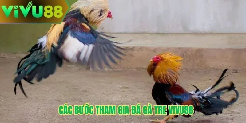 Các bước tham gia đá gà tre Vivu88
