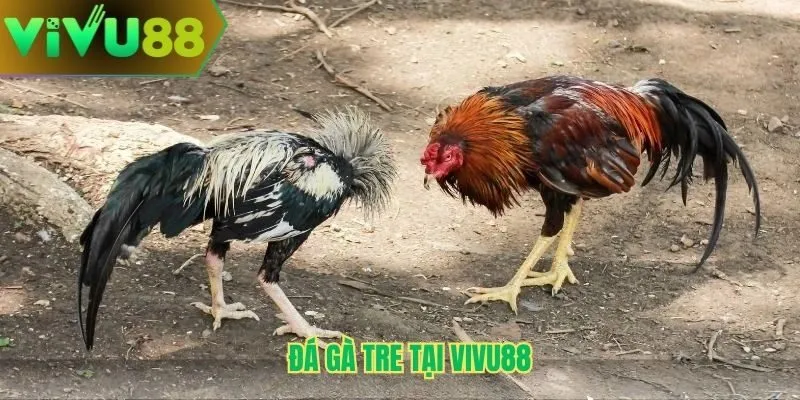 Đá gà tre Vivu88