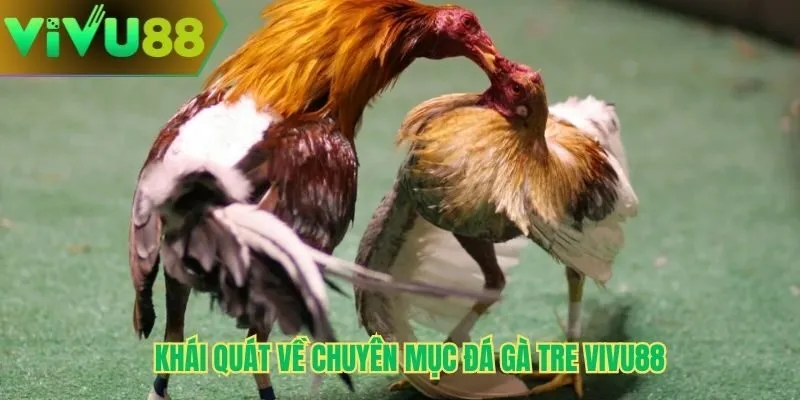 Khái quát về chuyên mục đá gà tre Vivu88